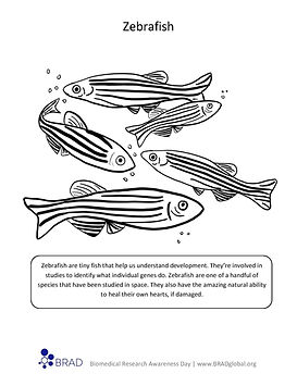 BRAD MATERIALS | BRAD